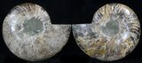Cut & Polished Ammonite Fossil - Agatized #37147-1